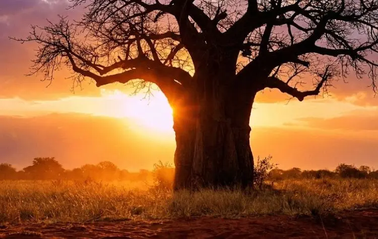 Silhouette d'un baobab sur un vaste paysage de savane africaine